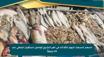 أسعار السمك اليوم الثلاثاء في كفر الشيخ تواصل استقرار البلطى عند 65 جنيهاً